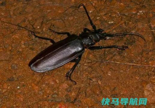 世界上最大的甲虫，泰坦甲虫不进食只求偶