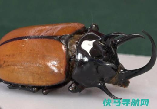 世界上最大的甲虫，泰坦甲虫不进食只求偶