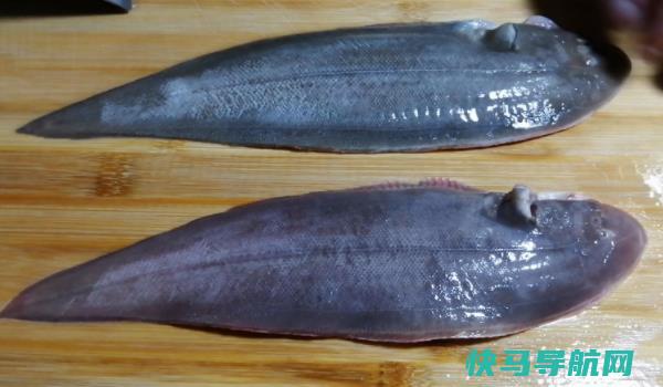 龙利鱼长什么样子的图片龙利鱼有哪些功效与作用