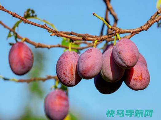 西梅一股酒味是坏了吗？西梅怎么洗干净